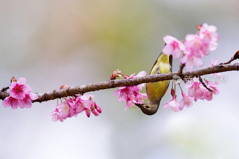 太阳鸟:成年雌性gould夫人的太阳鸟(Aethopyga gouldiae)